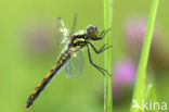 Zwarte heidelibel (Sympetrum danae)