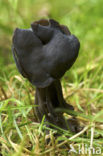 Elfin Saddle (Helvella lacunosa)