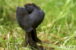 Elfin Saddle (Helvella lacunosa)