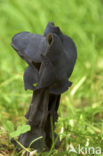 Elfin Saddle (Helvella lacunosa)