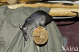 Black rat (Rattus rattus)