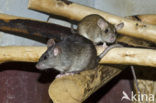 Zwarte rat (Rattus rattus)