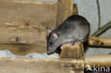 Zwarte rat (Rattus rattus)