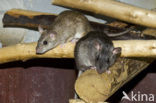 Black rat (Rattus rattus)