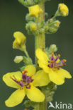 Zwarte toorts (Verbascum nigrum)