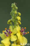 Zwarte toorts (Verbascum nigrum)