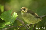 Zwartkop (Sylvia atricapilla)