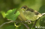 Zwartkop (Sylvia atricapilla)