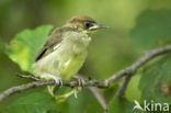 Zwartkop (Sylvia atricapilla)