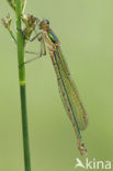 Shy Emerald Damselfly (Lestes barbarus)