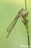 Shy Emerald Damselfly (Lestes barbarus)