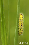 Zygaena ephialtes