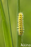 Zygaena ephialtes