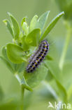 Zygaena lonicerae