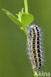 Zygaena lonicerae