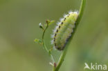 Zygaena loti