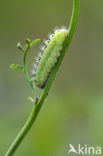 Zygaena loti