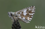 Grizzled Skipper (Pyrgus malvae)