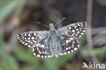 Grizzled Skipper (Pyrgus malvae)