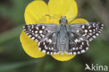 Grizzled Skipper (Pyrgus malvae)