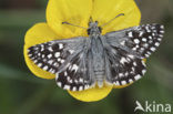 Grizzled Skipper (Pyrgus malvae)