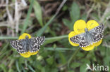 Grizzled Skipper (Pyrgus malvae)