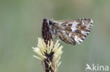 Grizzled Skipper (Pyrgus malvae)