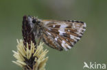 Grizzled Skipper (Pyrgus malvae)