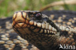 Common Viper (Vipera berus)