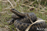 Adder (Vipera berus) 