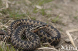 Common Viper (Vipera berus)