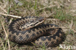 Common Viper (Vipera berus)