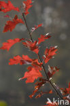 Red Oak (Quercus rubra)