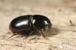 Aphodius granarius