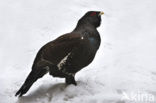 Eurasian Capercaillie (Tetrao urogallus)