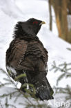 Eurasian Capercaillie (Tetrao urogallus)