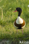 Shelduck (Tadorna tadorna)