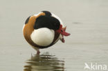 Shelduck (Tadorna tadorna)