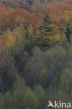Birch (Betula)