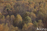 Birch (Betula)