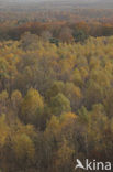 Birch (Betula)