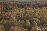 Birch (Betula)