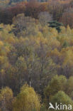 Birch (Betula)