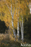 Berk (Betula)