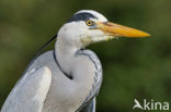 Grey Heron (Ardea cinerea)