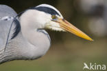 Grey Heron (Ardea cinerea)