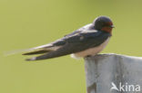 Boerenzwaluw (Hirundo rustica) 