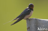 Boerenzwaluw (Hirundo rustica) 