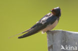 Boerenzwaluw (Hirundo rustica) 