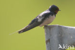 Boerenzwaluw (Hirundo rustica) 